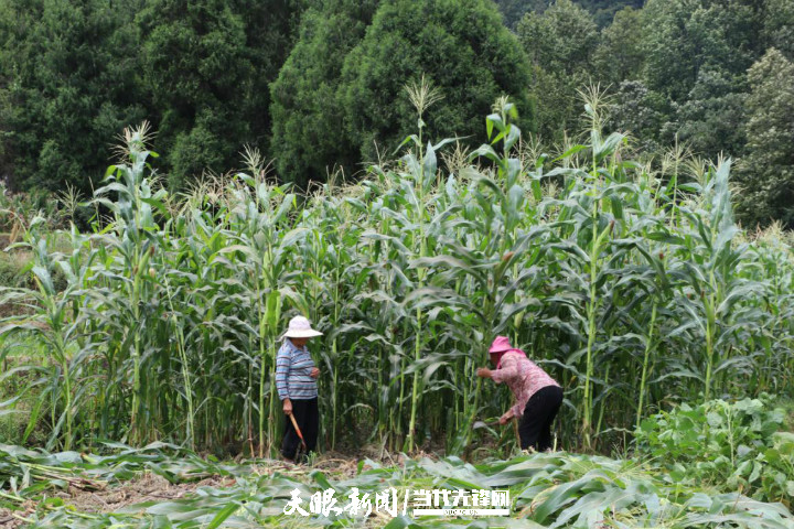 央视致富经_央视致富节目_2020央视致富经