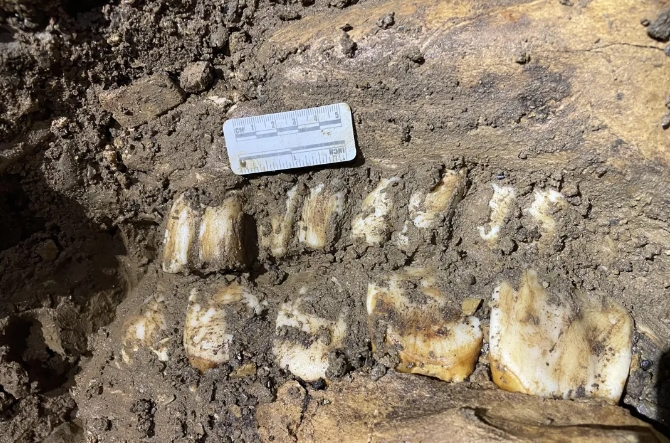 贵州遵义发现极度濒危物种化石