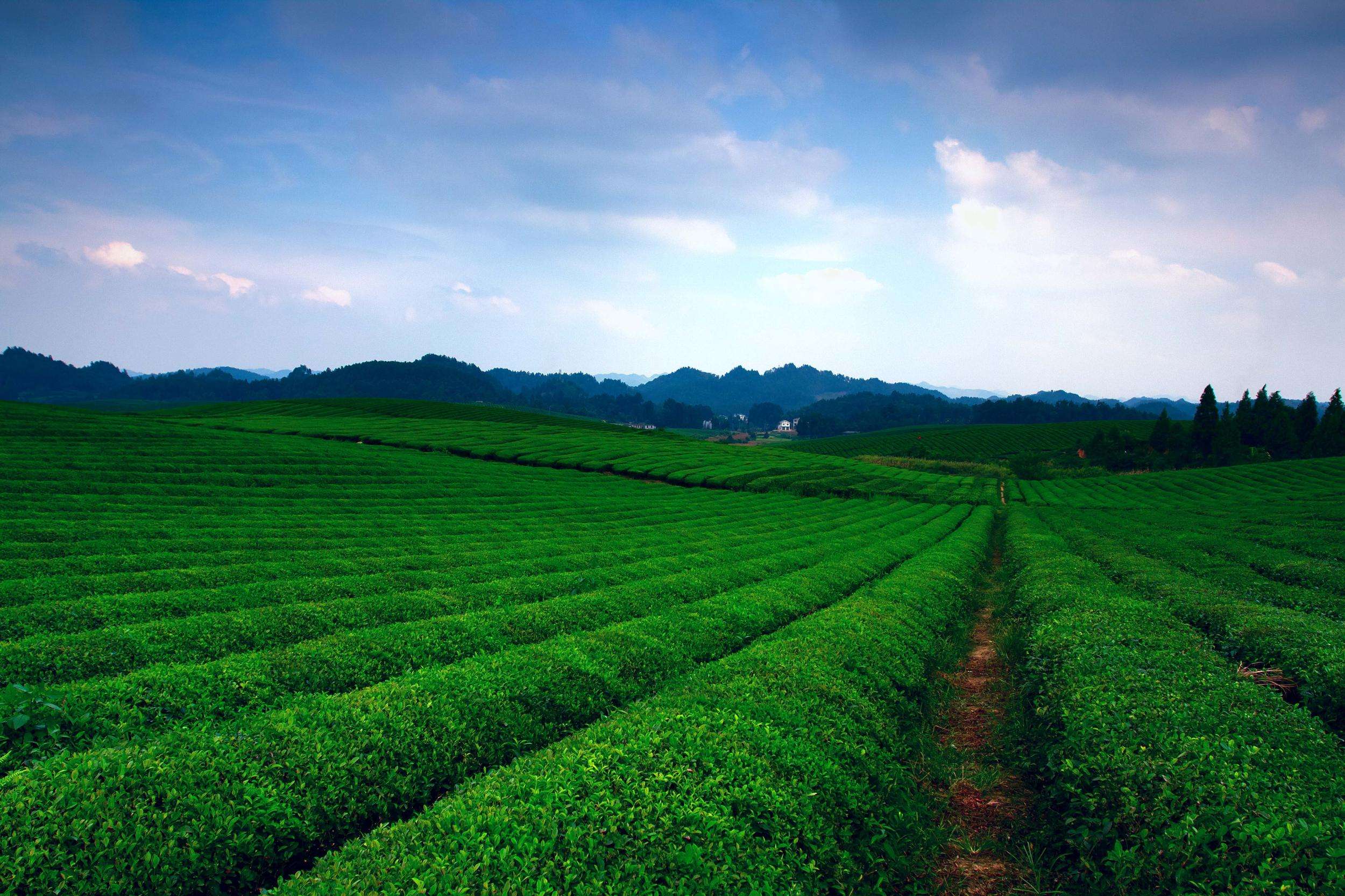 【领航新征程】贵州茶园面积连续四年位居全国第一