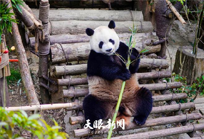 4月8日,贵州省贵阳市黔灵山公园熊猫馆,大熊猫"星宝"在吃竹子