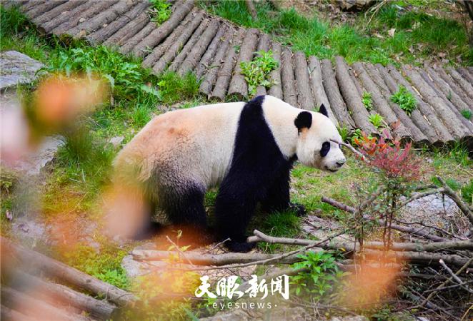 4月8日,贵州省贵阳市黔灵山公园熊猫馆,大熊猫"海浜"在觅食