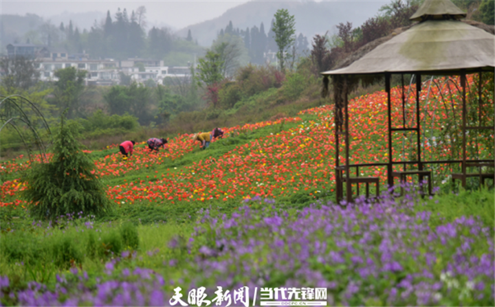 贵州贵定:四季花谷花正艳