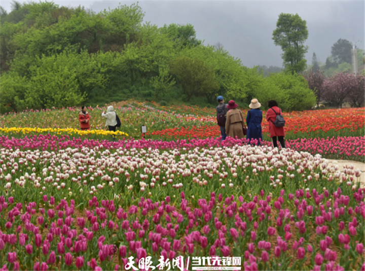 贵州贵定:四季花谷花正艳