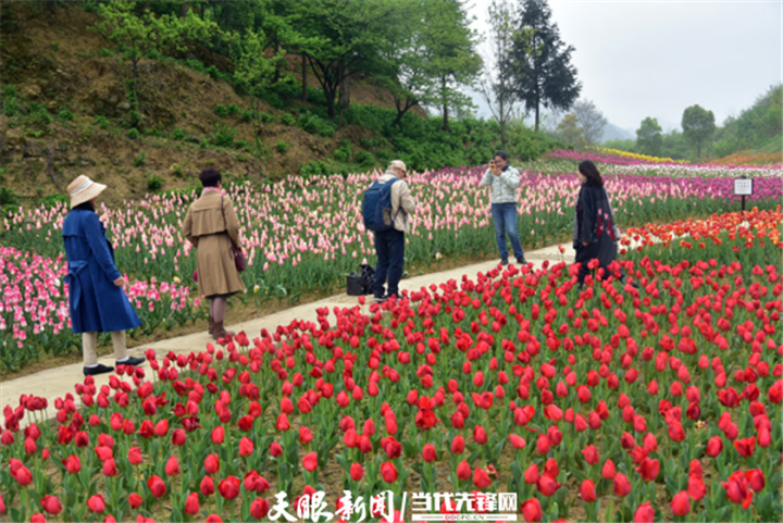 贵州贵定:四季花谷花正艳