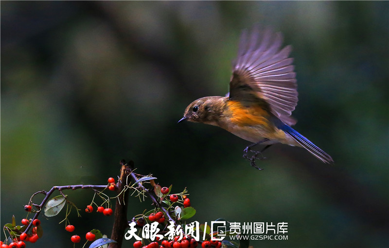 贵州风物志·鸟丨梵净山这些稀罕的鸟儿,你见过几种?