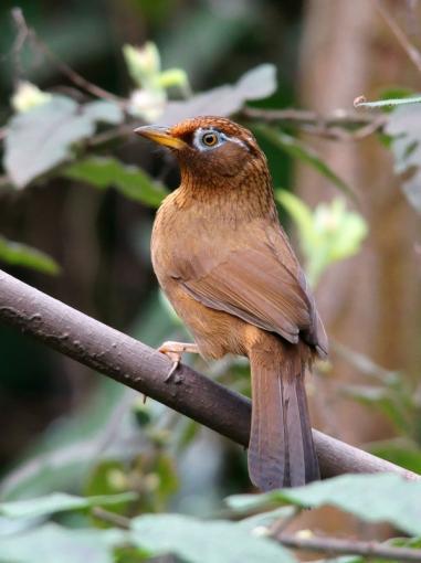 画眉鸟升级成国保贵州省国家重点保护野生动物种类已增至196种