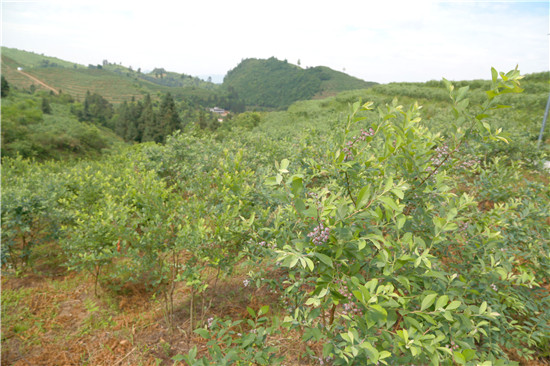 碧波镇大堡村亩蓝莓种植基地(杨仁海 摄.jpg