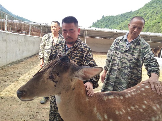 干了,干了 连日来,在碧江区瓦屋乡丁家溪村梅花鹿养殖基地