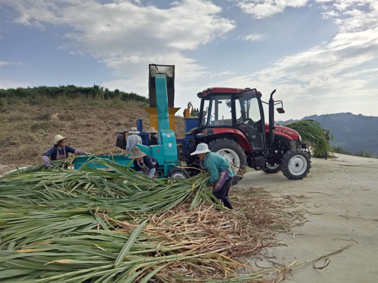 村民正在将收割来的皇竹草进行加工