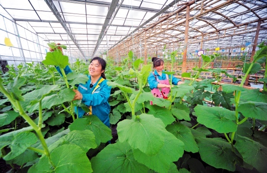 毕节市七星关区现代高效农业示范园,年产值2.