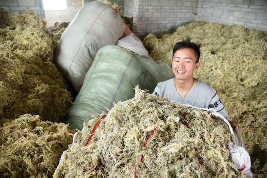 种植户王兵的海花草产业也越做越大,还成立了合作社,收购村里海花草