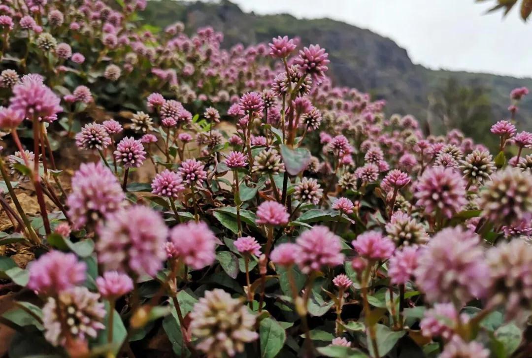 水城:"遍地红"靓了山头富了农