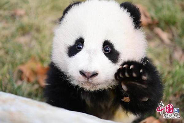 中国大熊猫保护研究中心2019级熊猫宝宝集体亮相贺新春[组图]