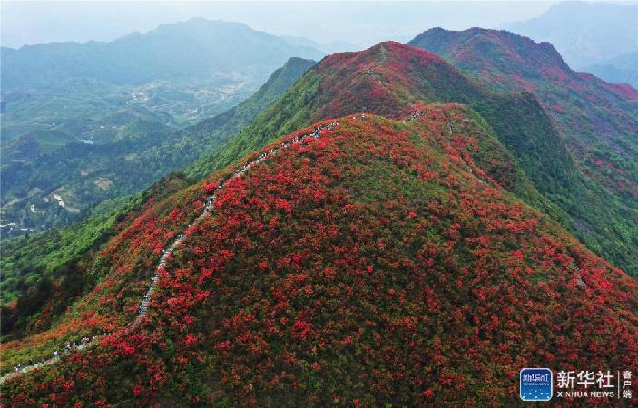 5月2日,游客在贵州省丹寨县龙泉山景区赏花(无人机照片).